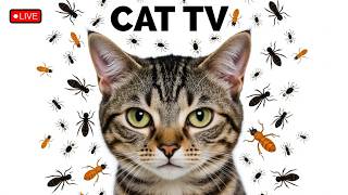 🔴12HOURS LIVE : Best Cat Games Videos 2025 – Endless Entertainment for Cats Ep153🐞 🐝🐞🦋