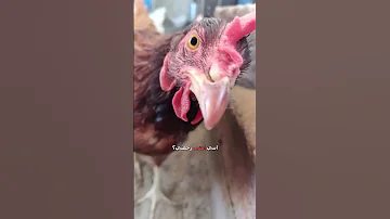 دجاجة بس مخها شغال دبلجة مضحكة اكسبلور السعودية دوبلاج My Kingo Shorts 