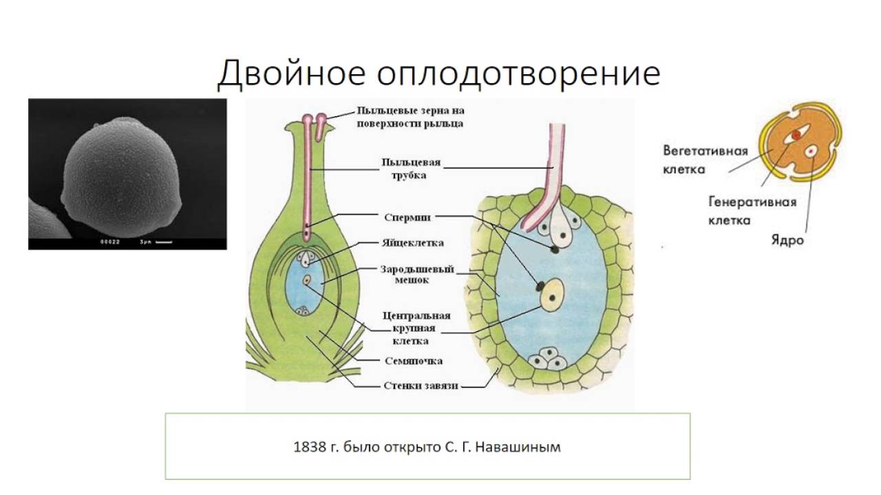 Вегетативная клетка пыльцы гороха