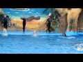 DELFINARIUM 2012 ODESSA ДЕЛЬФИНАРИЙ ОДЕССА ЛЕТО 2012