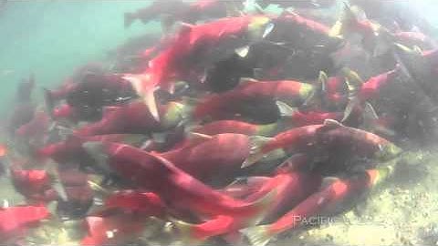 Sockeye Salmon Spawning in the Fraser River