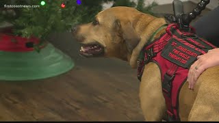 Therapy dog joins St. Johns County Fire \& Rescue team