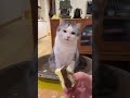 Purrs and pranks best moments 6