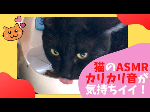 【ASMR】猫のカリカリエサ咀嚼音が心地良すぎる！ ASMR mastication sound of cat