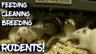 Feeding, Cleaning, and Breeding Rodents