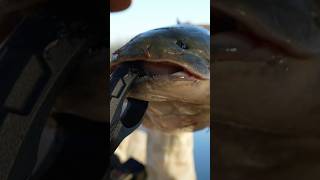 Catching A 250 Million Year Old Prehistoric Fish