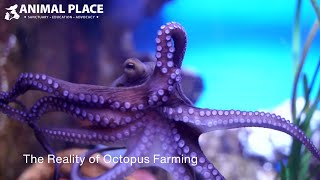 Why You Should Care: The Reality of Octopus Farming by AnimalPlace 1,109 views 1 year ago 58 minutes