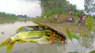 টেংরা মাছ শিকার বংশাই নদী, Amazing Hook Fishing Catch Fish Bd
