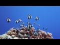 Scuba Diving the wonderful coral walls of Cabilao, Philippines
