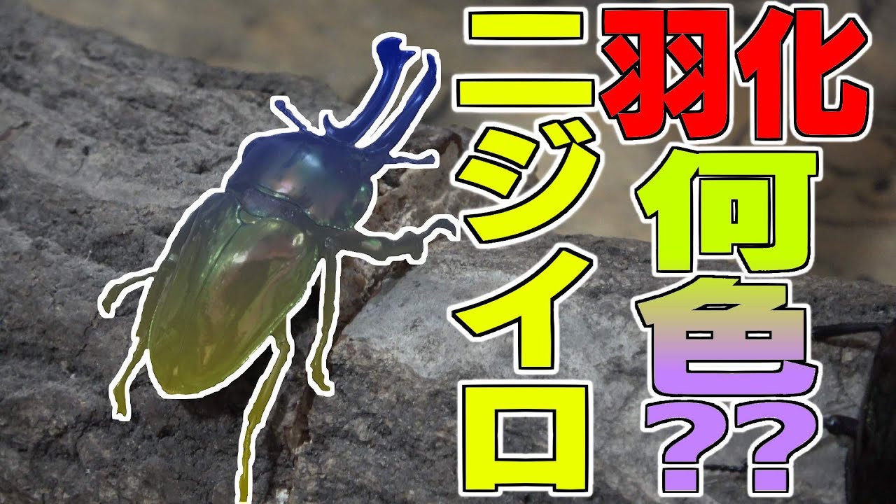 Digging up a newly hatched rainbow stag beetle!! - YouTube