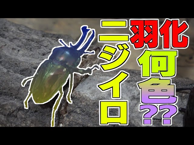 Digging up a newly hatched rainbow stag beetle!! - YouTube