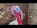 صوت الديك الرومي وهو يتبختر     