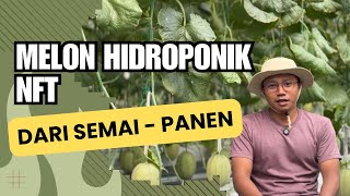 Cara Menanam Melon Hidroponik Sistem NFT 🍈🌱 | Dari Semai Hingga Panen