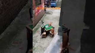 緊急!場内で猫同士の大乱闘が発生 #cat #猫のいる暮らし #にゃんこ