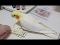 Today's My happy Cockatiel | Cockatiel Taxi | オカメタクシー　オカメインコのカメちゃん