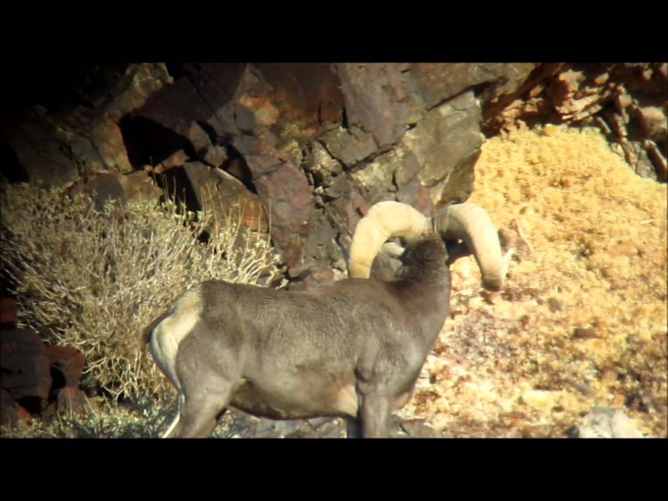 How to Field Judge and Score Desert Bighorn Sheep 4