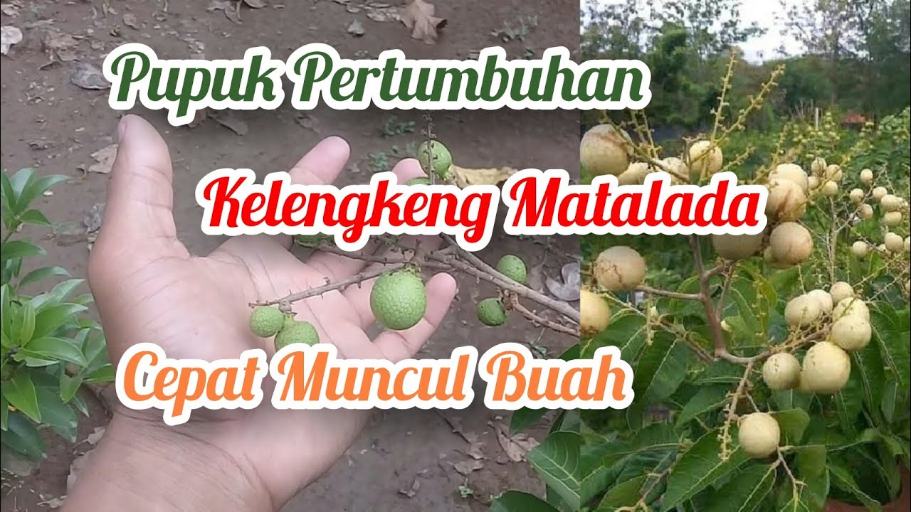 Cara Pemupukan KELENGKENG MATALADA Agar muncul Tunas