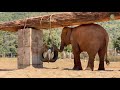 2 years of joy bunma and chaba at enp playground  elephantnews