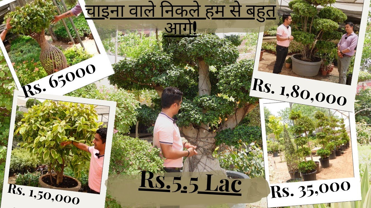 China Ke Ficus Bonsai: Old Wine Jaise Mehange, Advanced Technology! India Kyun Peeche?