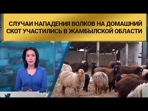 Случаи нападения волков на домашний скот участились в Жамбылской области