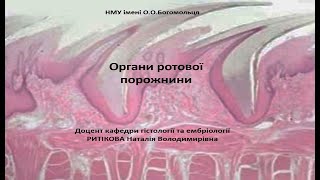 картинка: Лекція   ротова порожнина