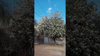 que hermosa flores en resistencia chaco