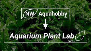 NW Aquahobby Is A Thing Of The Past... - (Important Updates!) by Aquarium Plant Lab 4,590 views 1 year ago 5 minutes, 9 seconds