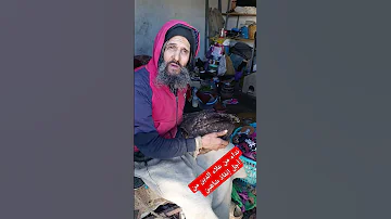 نداء عاجل من علاء الدين الى ذوي القلوب الرحيمة من أجل إنقاذ طائر الشاهين 