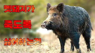 멧돼지가 죽도록 싫어하는것은? 멧돼지 퇴치 방법습성 번식 먹이등 멧돼지 정보 공유 [Share information on how to fight wild boars]