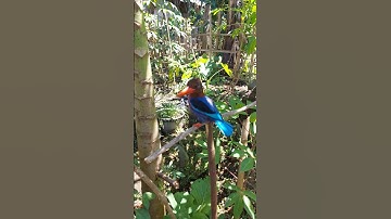 Bukan aviary tapi alam bebas