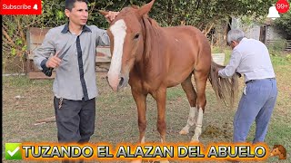 ✅️ ‼️FUIMOS AL CAMPO A TUSAR EL ALAZAN DEL ABUELO Y ASÍ  SE PORTO😱 🔥 #caballos #doma
