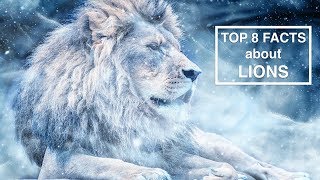 Top 8 Facts about Lions by 8Puns 708 views 5 years ago 3 minutes, 57 seconds