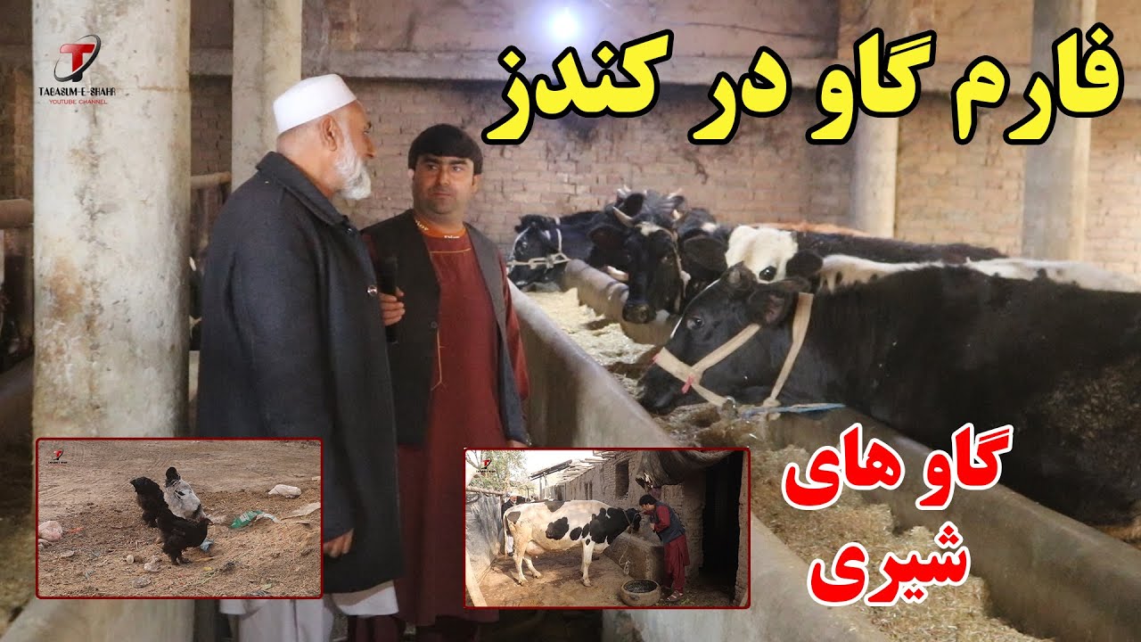 گزارش ویژه از یک فارم گاو داری در امام صاحب کندز | پرورش گاو های شیری | و مرغ های زینتی | تبسم شهر
