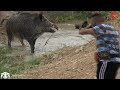 Yine heyecan dolu azılı yaban domuzu avı / Wild boar hunting in Türkiye