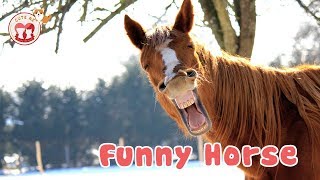 Funny Horse with Girl - Funny moments of Horse Compilation May 2019