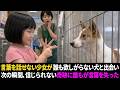 言葉を話せない少女が、誰も欲しがらない犬と出会った瞬間、奇跡を目にして誰もが言葉を失った。【感動する話】