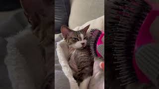 This cat LOVES to comb / Denon Rex