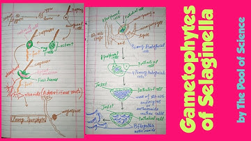 B.ScBotanyA,B.SbotanysemesterI,ADP,GametophytesofSelaginella(antheridia&archegonia)byThePoolofScienc