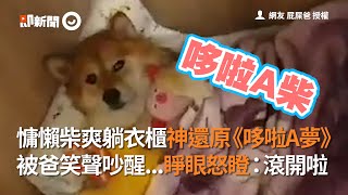 慵懶柴犬爽躺衣櫃神還原《哆啦A夢》被爸笑聲吵醒...睜眼怒瞪｜寵物｜柴柴