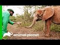 Finding Dololo The Elephant | Dodo Heroes: Courage Up Close