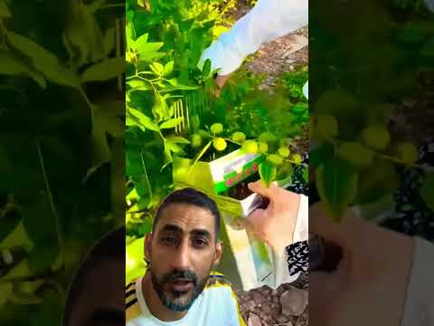 طريقة قطف الزيتون في كوكب الصين ثقافة فكرة معلومات 