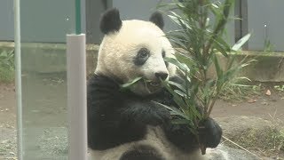 シャンシャン、母と別居 上野動物園、年内独り立ち