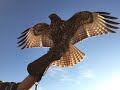 Falconry: Red-tailed hawk introduction