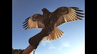 Falconry: Redtailed hawk introduction