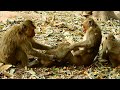 Many monkeys play together very funny