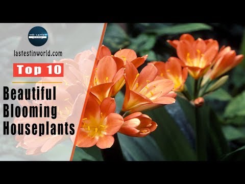 Video: Top 10 cvjetnih sobnih biljaka - najbolje sobne biljke za sjajno cvjetanje