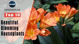 Top 10 Beautiful Blooming Houseplants