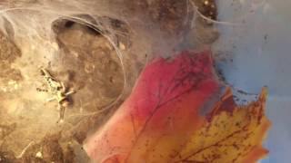 Chilobrachys Fimbriatus Feeding.