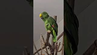 Фаня #говорящийпопугай #амазон #попугай #parrot #amazingparrot amazingparr