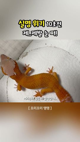 실명 위기 10초전..제발 눈 떠! (탈피 실패)